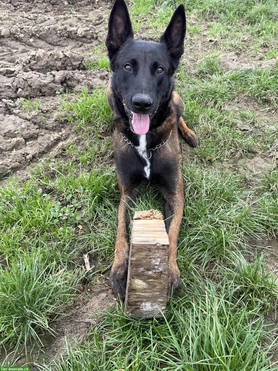 Bild 3: Malinois Rüde mit FCI-Stammbaum, 7-jährig, für erfahrene Halter