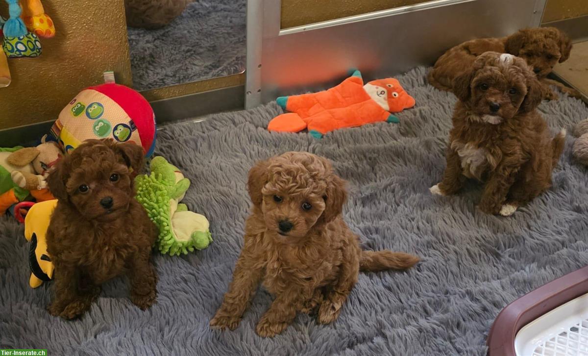 Havapoo Welpen von genetisch getesteten Eltern