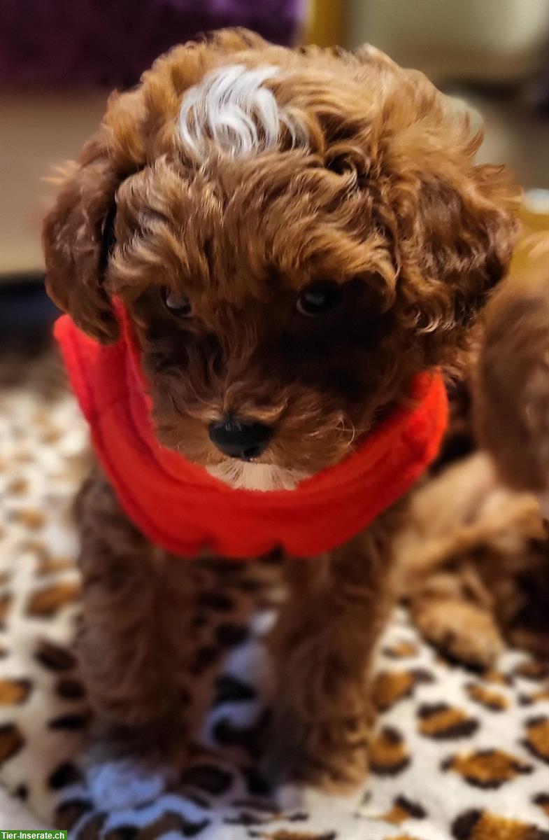 Bild 3: Havapoo Welpen von genetisch getesteten Eltern