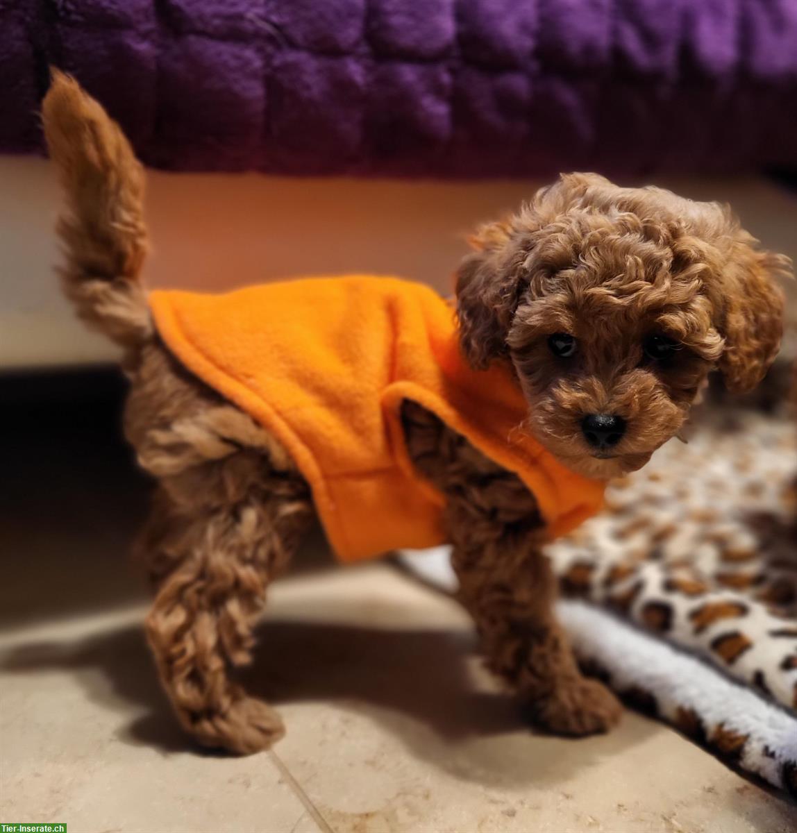 Bild 4: Havapoo Welpen von genetisch getesteten Eltern