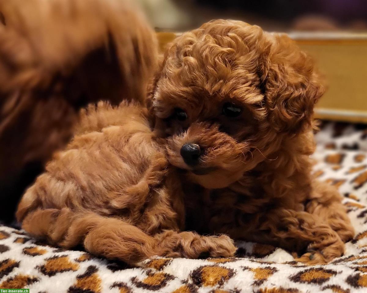 Bild 5: Havapoo Welpen von genetisch getesteten Eltern