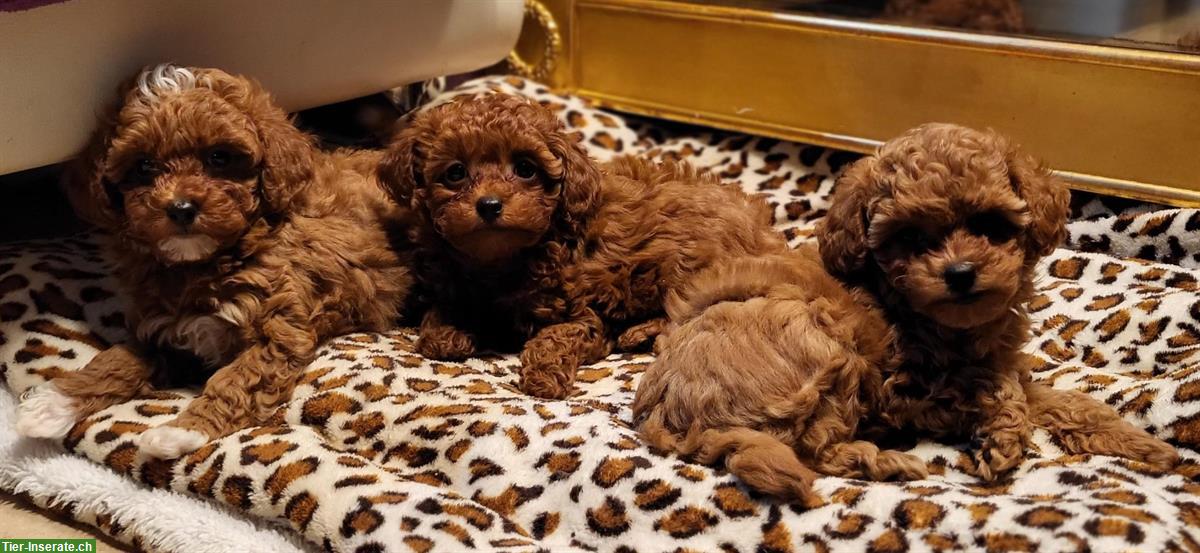 Bild 6: Havapoo Welpen von genetisch getesteten Eltern