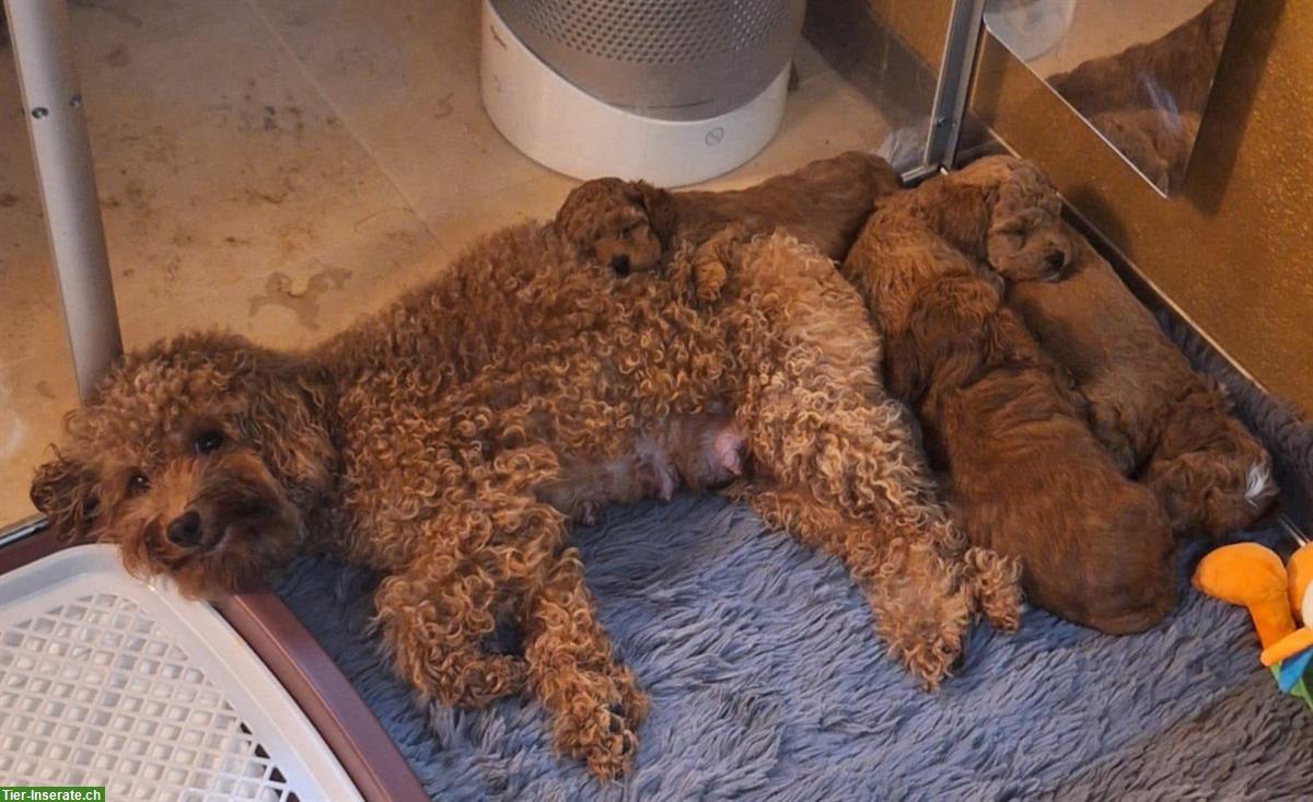 Bild 7: Havapoo Welpen von genetisch getesteten Eltern