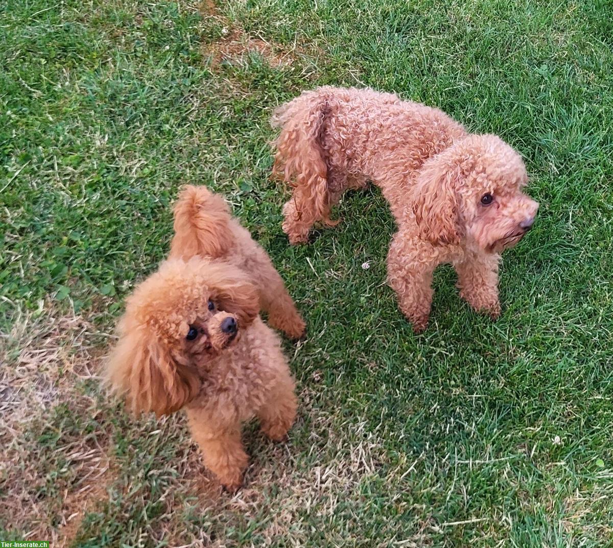 Bild 8: Havapoo Welpen von genetisch getesteten Eltern