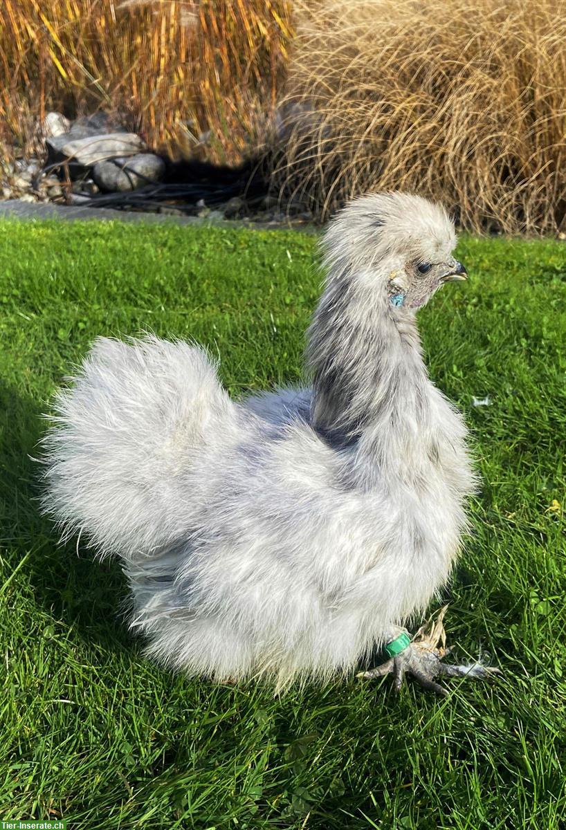 Seidenhuhn Hennen (splash) zu verkaufen