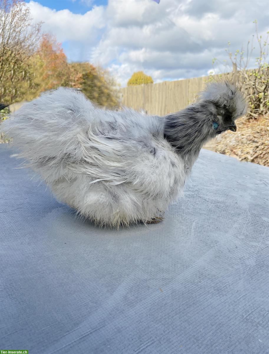Bild 2: Seidenhuhn Hennen (splash) zu verkaufen