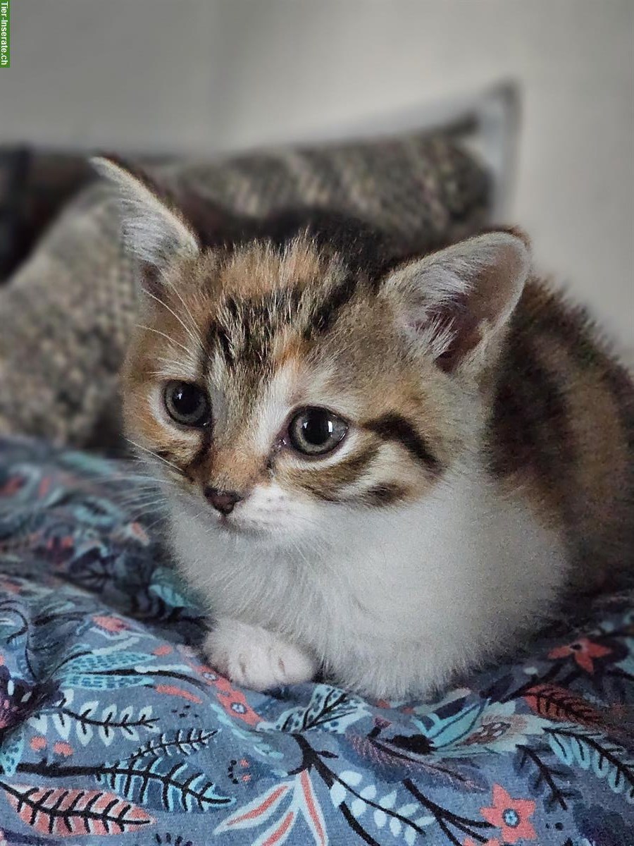 BKH Mix Kitten, kinder- und hundefreundlich