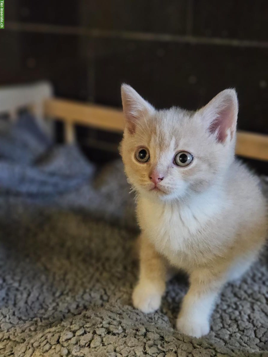 Bild 2: BKH Mix Kitten, kinder- und hundefreundlich