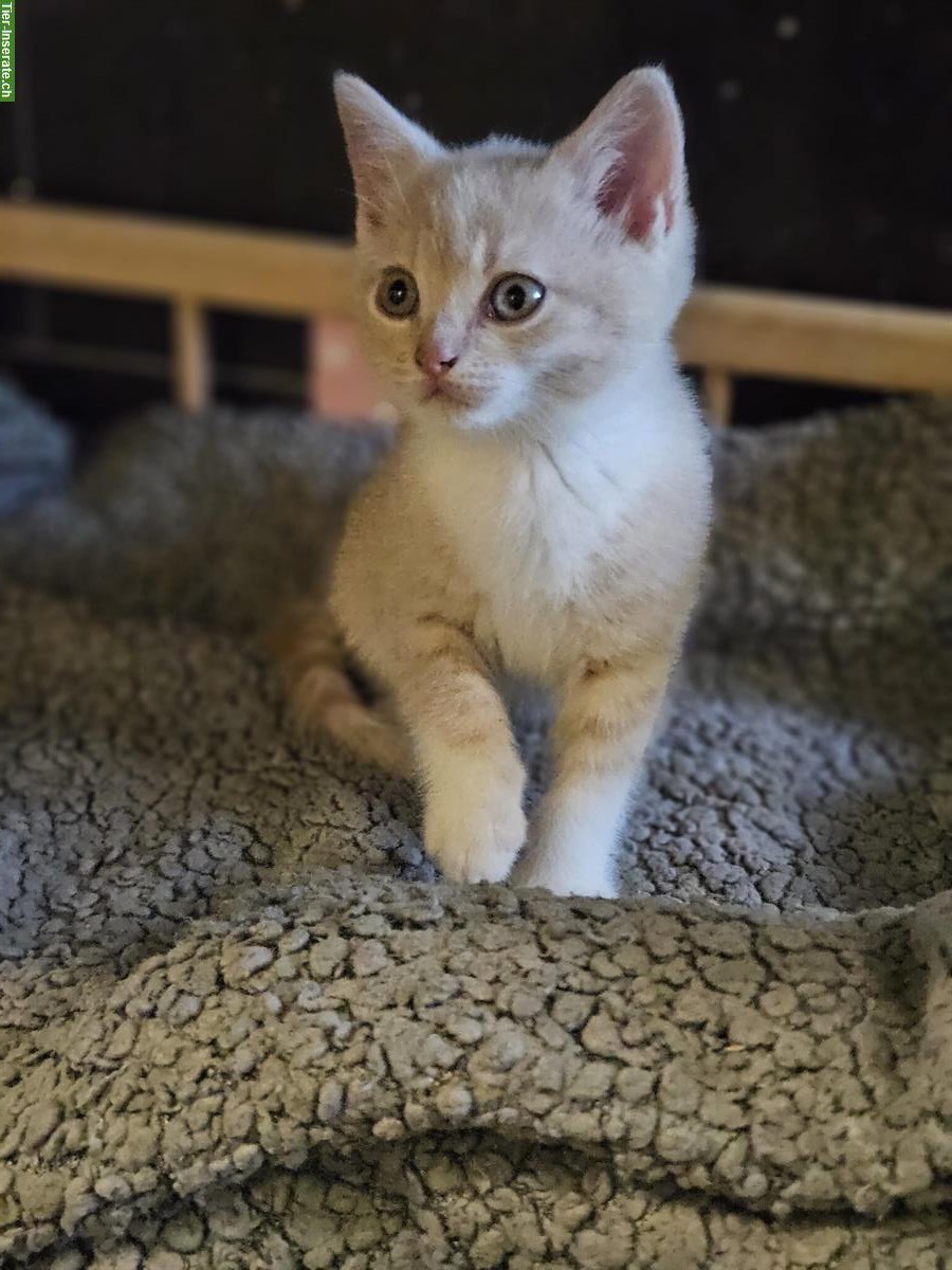 Bild 3: BKH Mix Kitten, kinder- und hundefreundlich