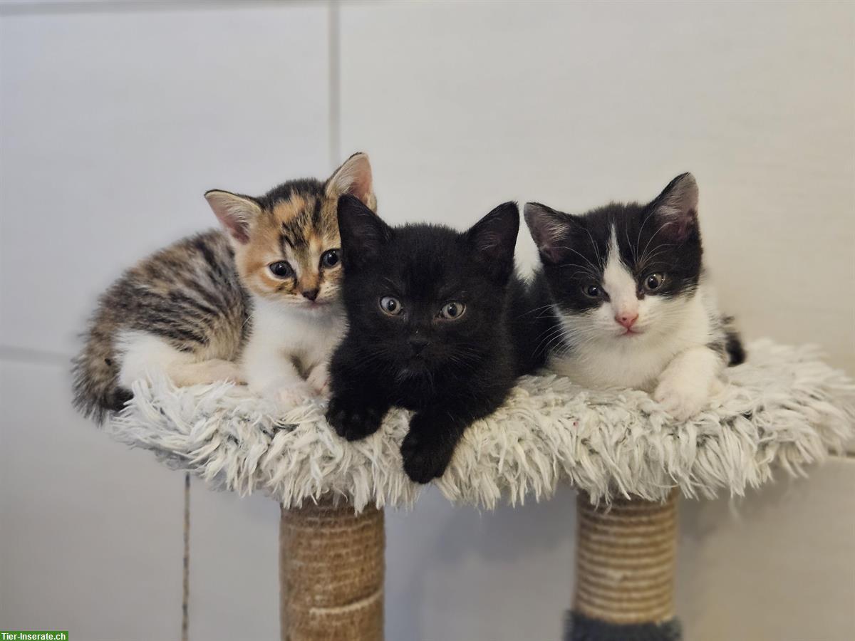 Bild 4: BKH Mix Kitten, kinder- und hundefreundlich