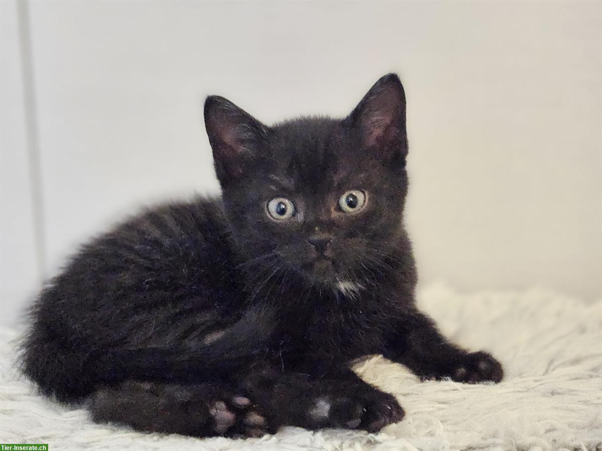 Bild 5: BKH Mix Kitten, kinder- und hundefreundlich