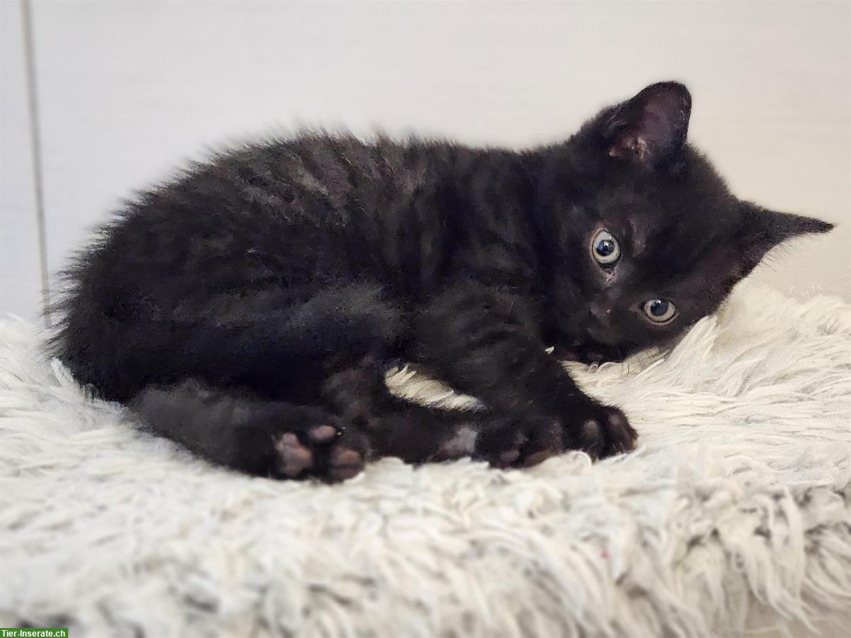 Bild 6: BKH Mix Kitten, kinder- und hundefreundlich