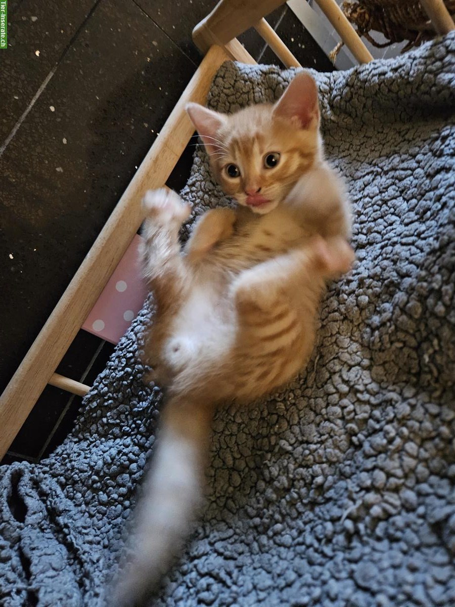 Bild 7: BKH Mix Kitten, kinder- und hundefreundlich