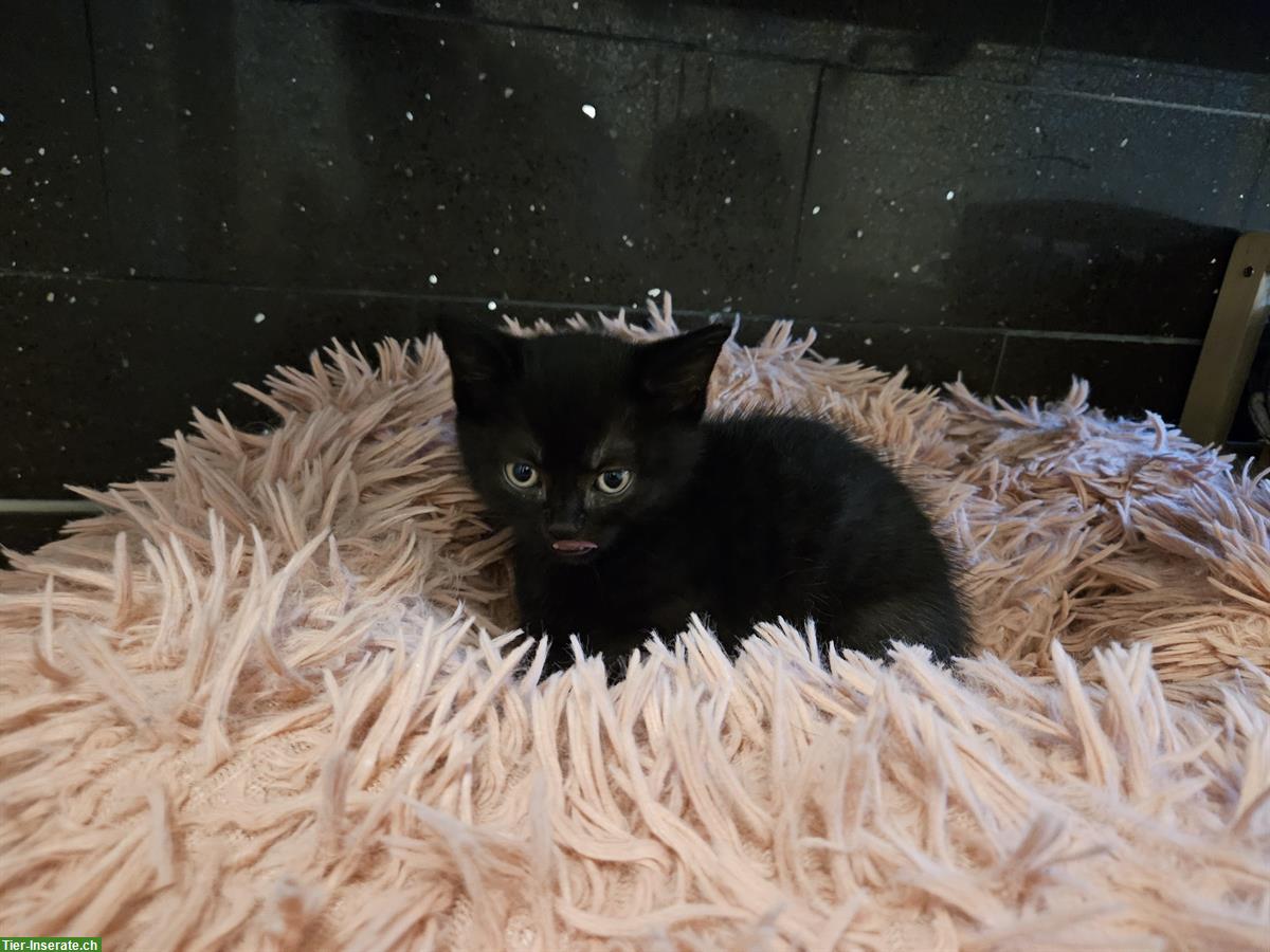 Bild 8: BKH Mix Kitten, kinder- und hundefreundlich