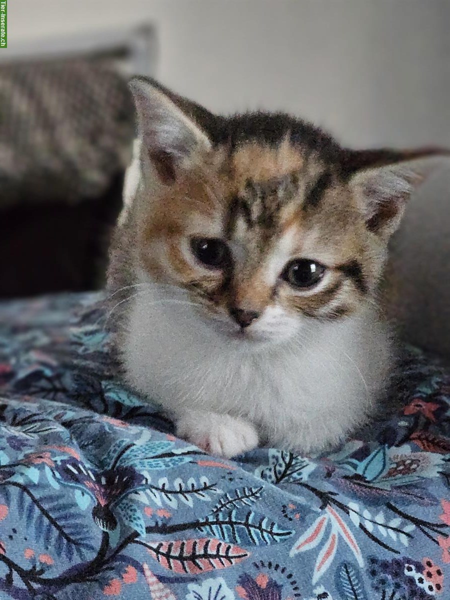 Bild 9: BKH Mix Kitten, kinder- und hundefreundlich