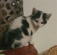 Katzenbaby, weiblich, schwarz-weiss, zahm