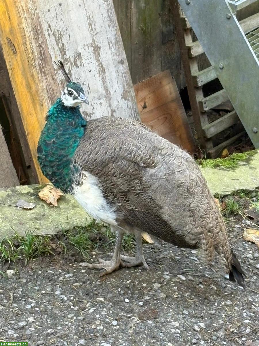 Blauer Pfau, junges Männchen abzugeben
