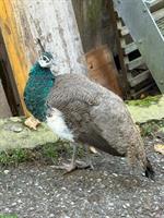 Blauer Pfau, junges Männchen abzugeben