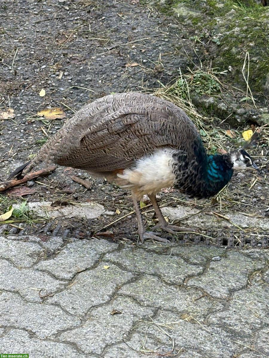 Bild 2: Blauer Pfau, junges Männchen abzugeben