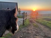 Reitbeteiligung für Tinkerwallach, 8967 Widen AG