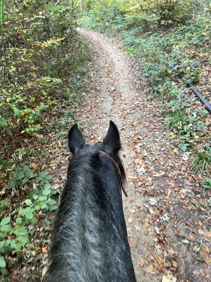 Bild 2: Reitbeteiligung für Tinkerwallach, 8967 Widen AG