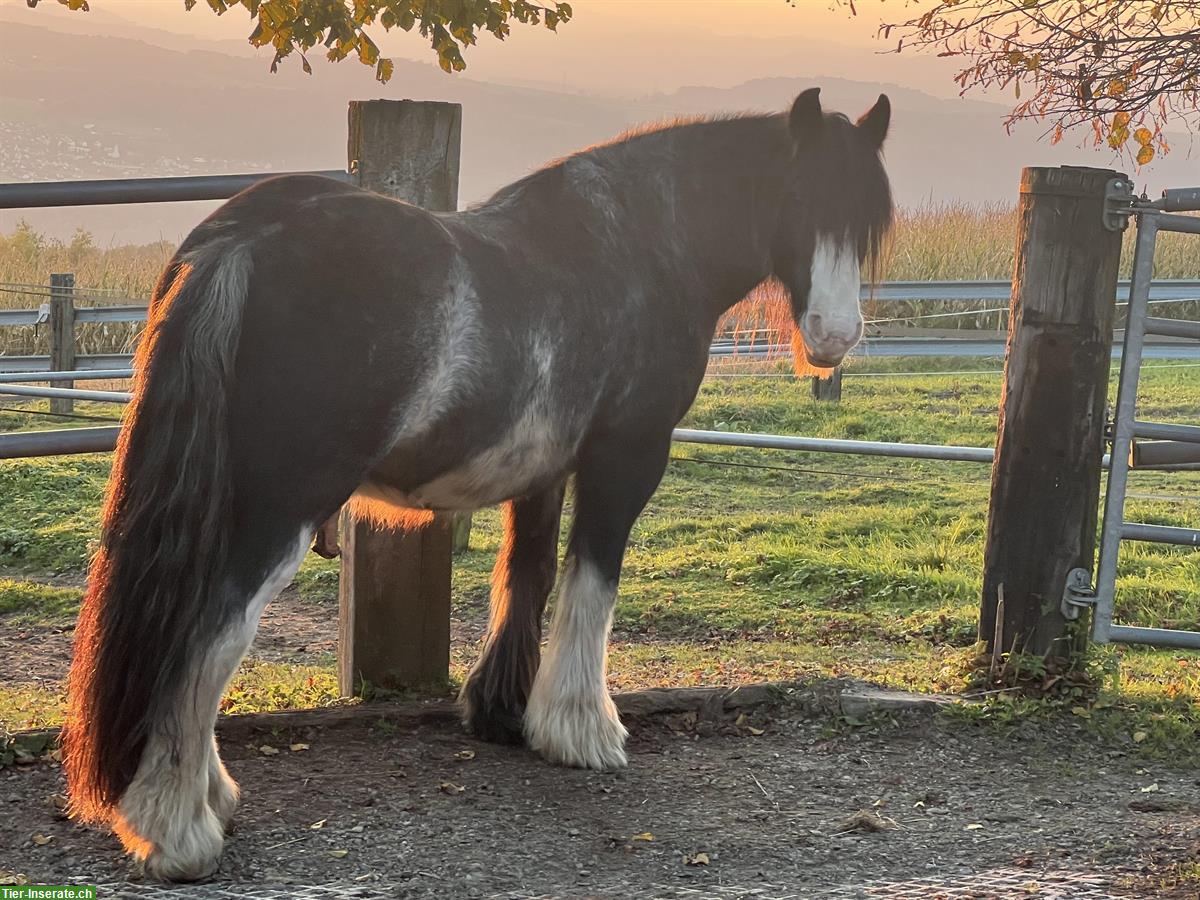 Bild 3: Reitbeteiligung für Tinkerwallach, 8967 Widen AG