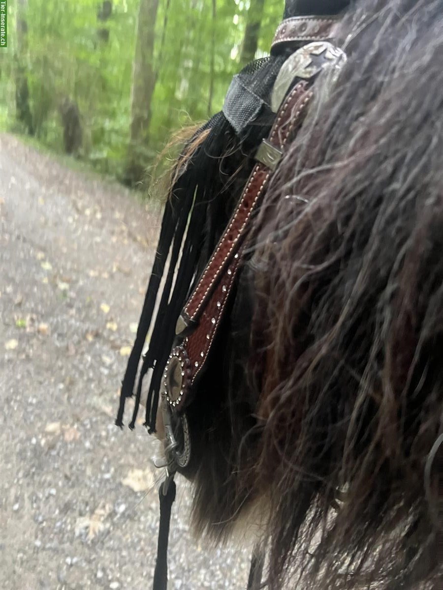 Bild 4: Reitbeteiligung für Tinkerwallach, 8967 Widen AG