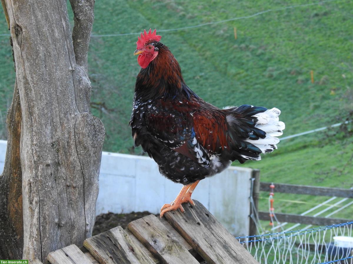 Bild 2: Schwedische Blumenhühner Hähne und Cream Legbar Hahn