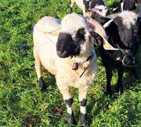 Junger Walliser Schwarznasenschaf-Bock zu verkaufen