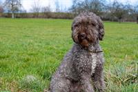 Spanischer Wasserhund, 6-jährig sucht ein Zuhause