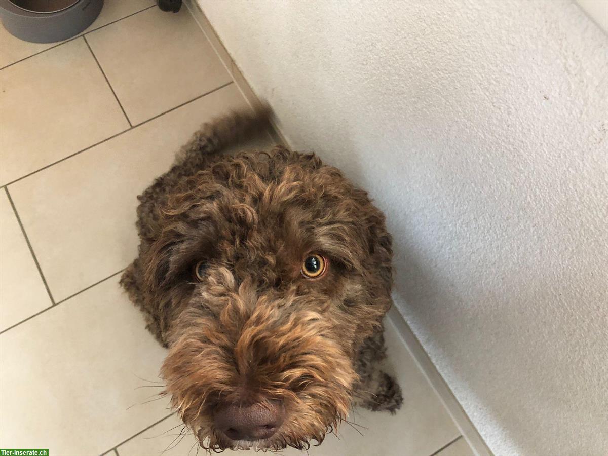 Bild 2: Spanischer Wasserhund, 6-jährig sucht ein Zuhause