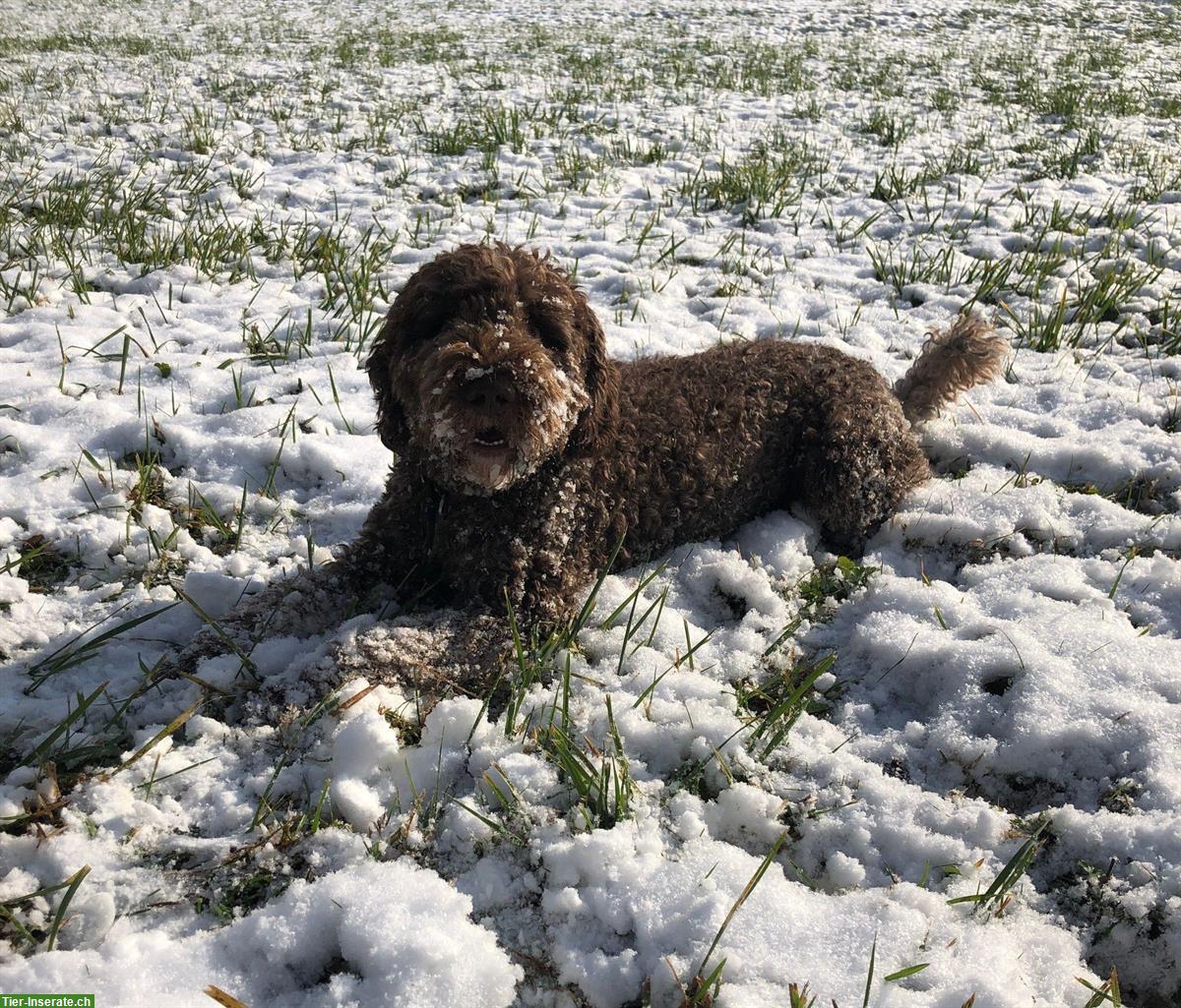 Bild 3: Spanischer Wasserhund, 6-jährig sucht ein Zuhause