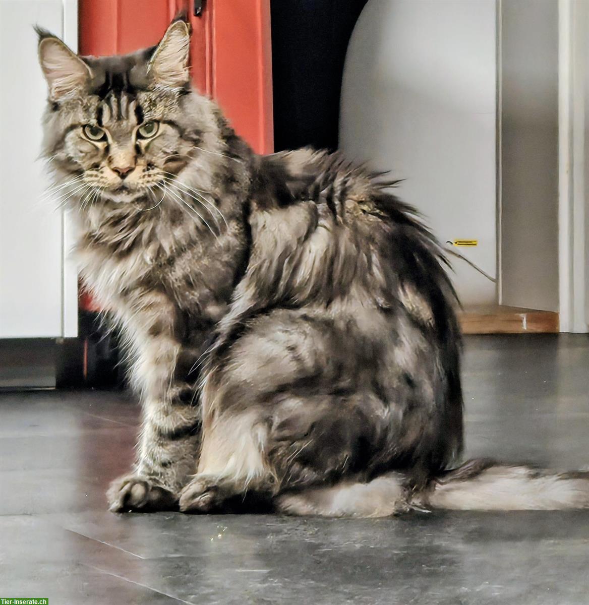 Maine Coon Katze mit Stammbaum sucht ruhiges Zuhause