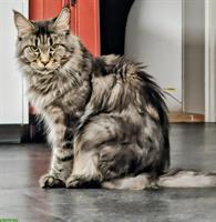Maine Coon Katze mit Stammbaum sucht ruhiges Zuhause