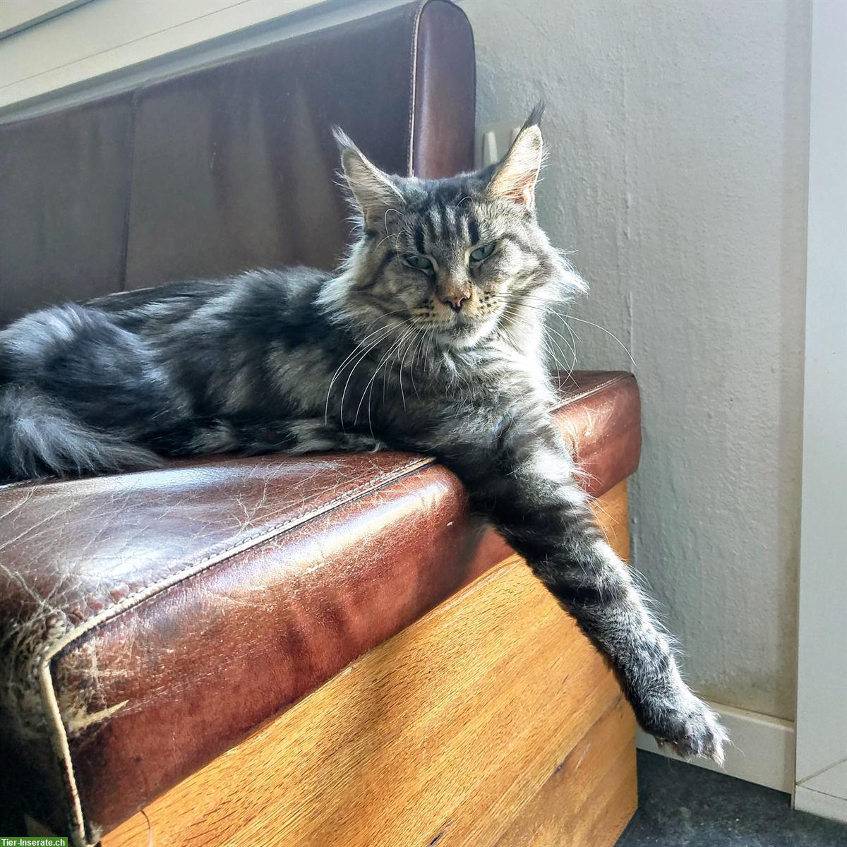 Bild 2: Maine Coon Katze mit Stammbaum sucht ruhiges Zuhause