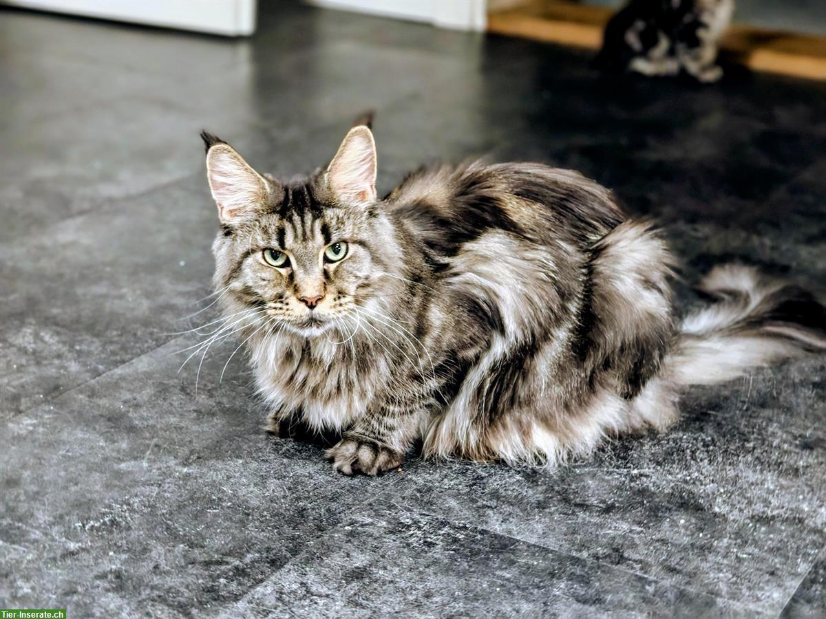 Bild 3: Maine Coon Katze mit Stammbaum sucht ruhiges Zuhause
