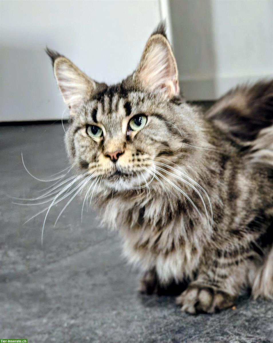 Bild 4: Maine Coon Katze mit Stammbaum sucht ruhiges Zuhause