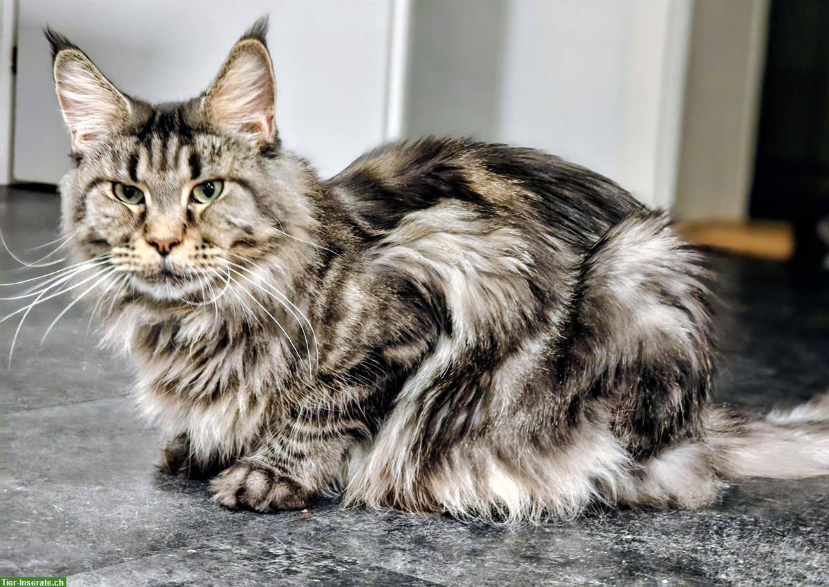 Bild 5: Maine Coon Katze mit Stammbaum sucht ruhiges Zuhause