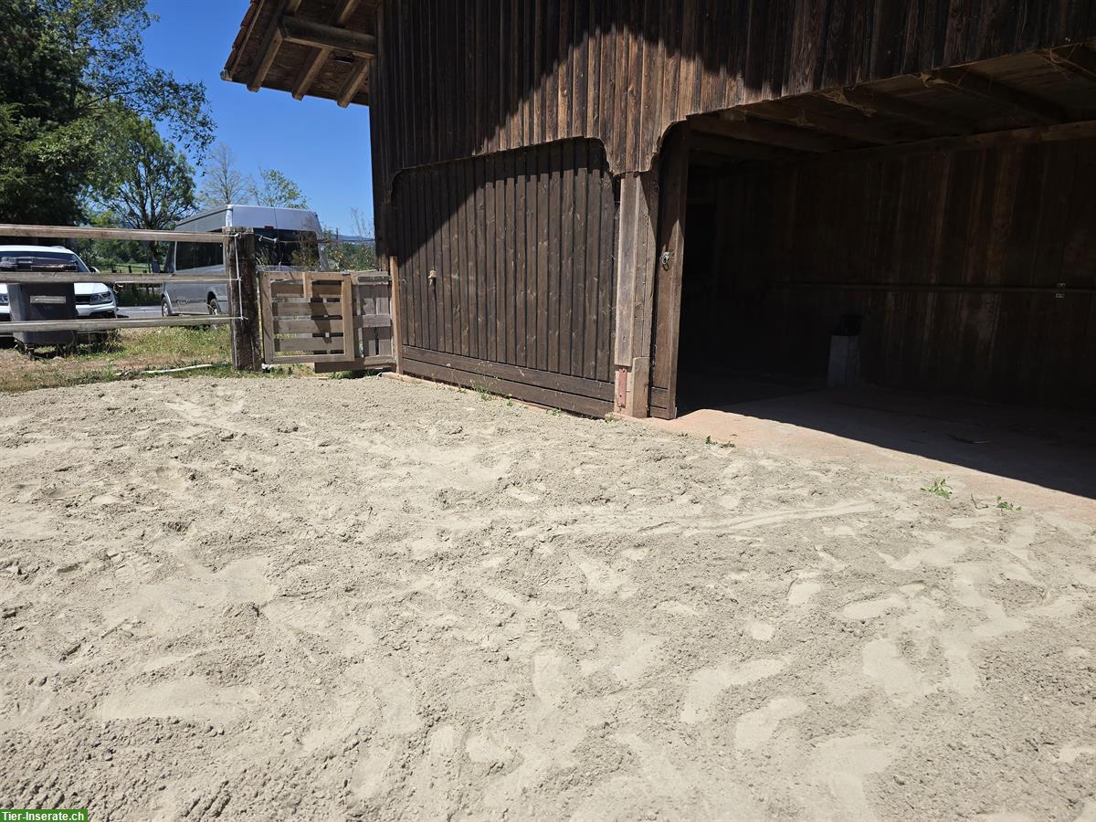 Offenstall zu vermieten in Hünenberg ZG, per sofort