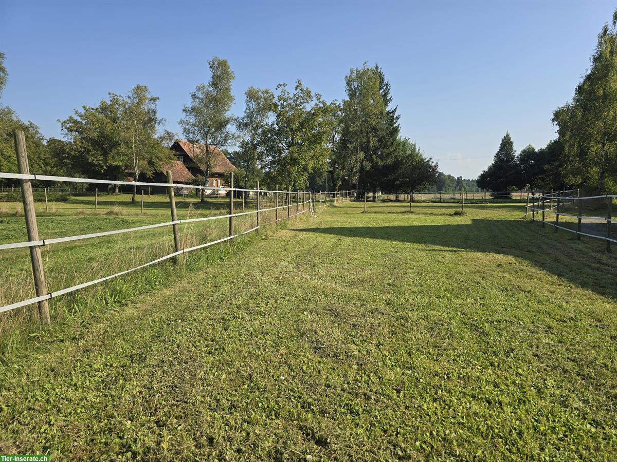 Bild 2: Offenstall zu vermieten in Hünenberg ZG, per sofort