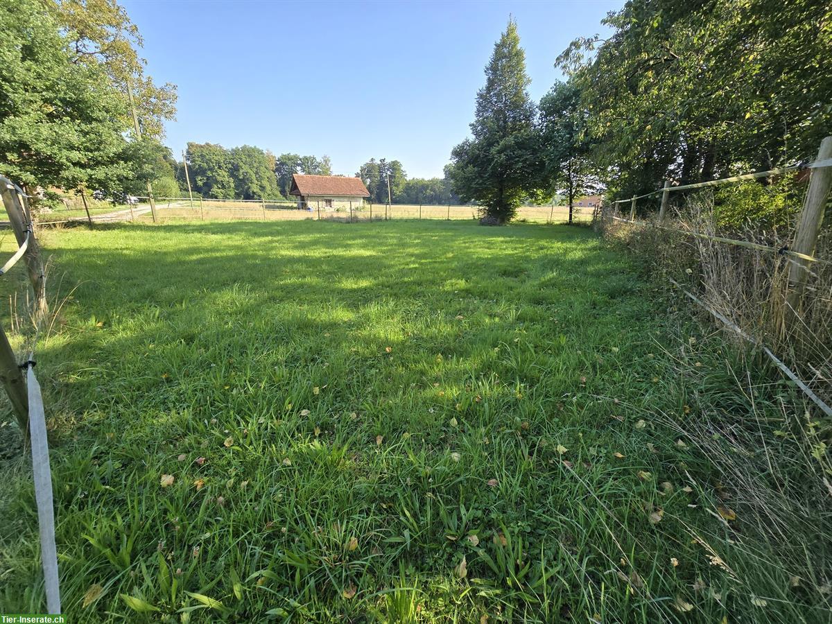 Bild 3: Offenstall zu vermieten in Hünenberg ZG, per sofort