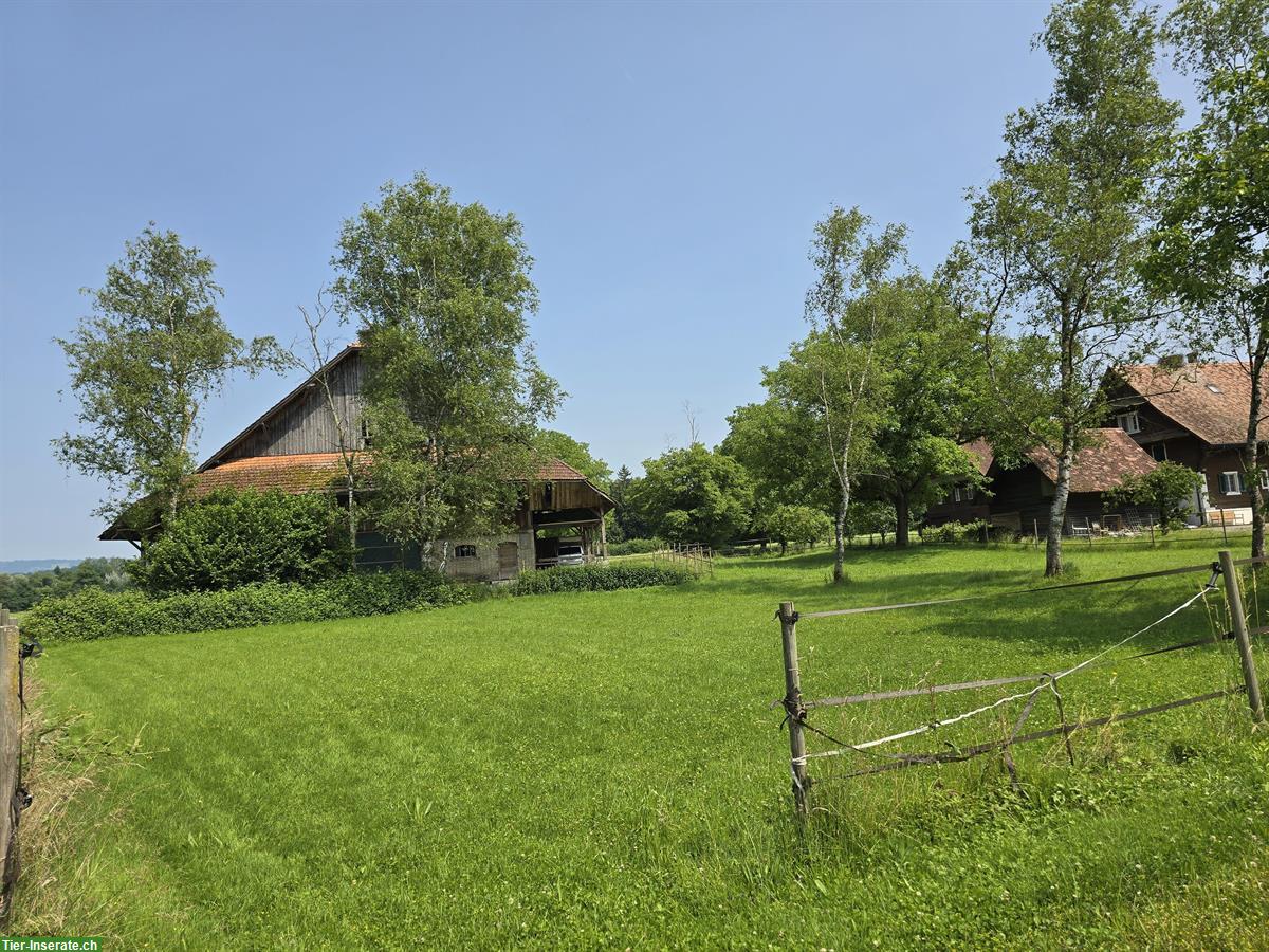 Bild 4: Offenstall zu vermieten in Hünenberg ZG, per sofort