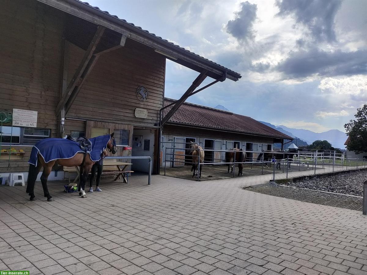 Pensionsstall Schöpfimatt mit Auslaufboxe zu vermieten