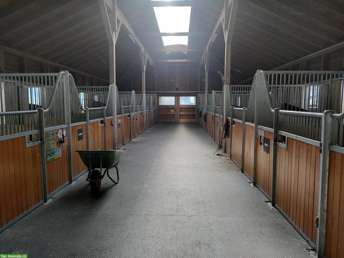 Bild 4: Pensionsstall Schöpfimatt mit Auslaufboxe zu vermieten