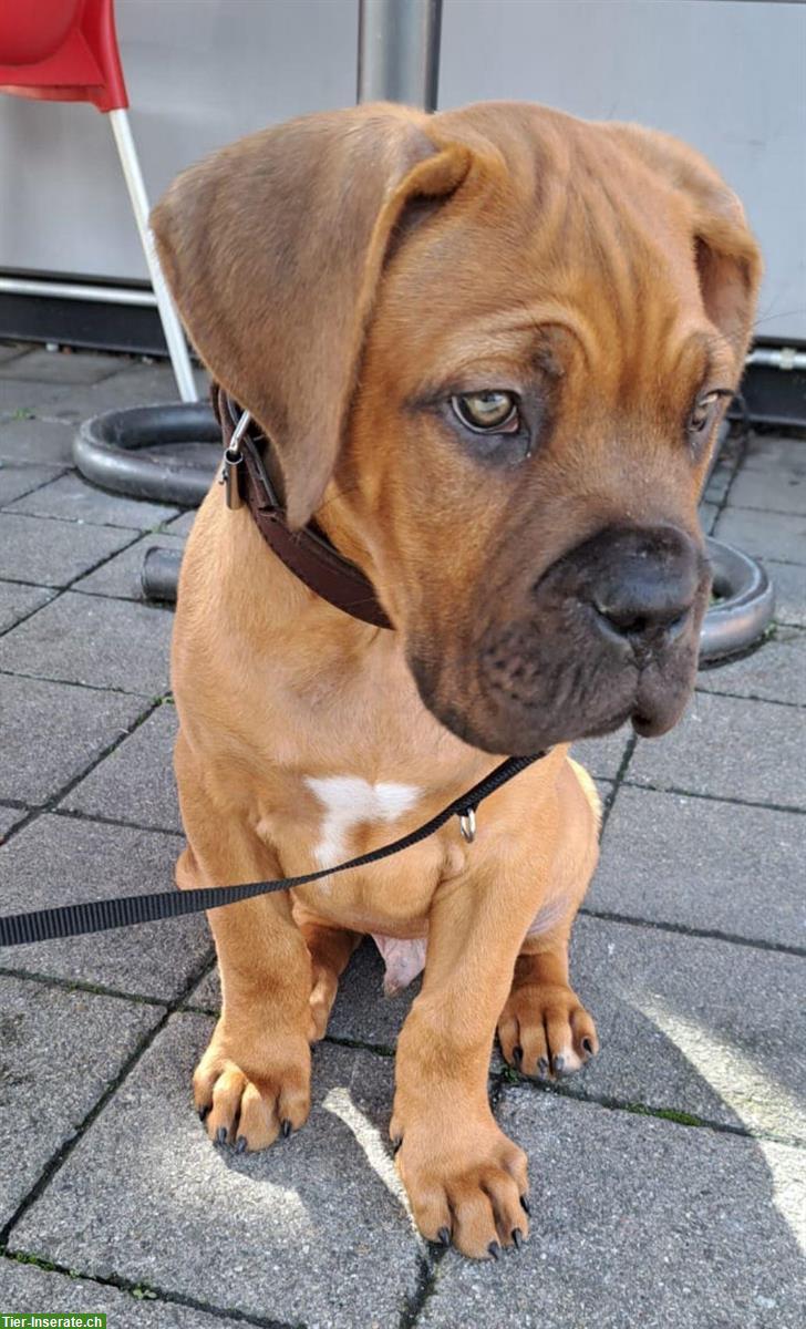 Cane Corso x Bordeauxdogge, männlich, 4 Monate alt