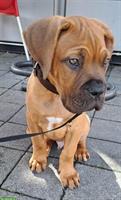 Cane Corso x Bordeauxdogge, männlich, 4 Monate alt