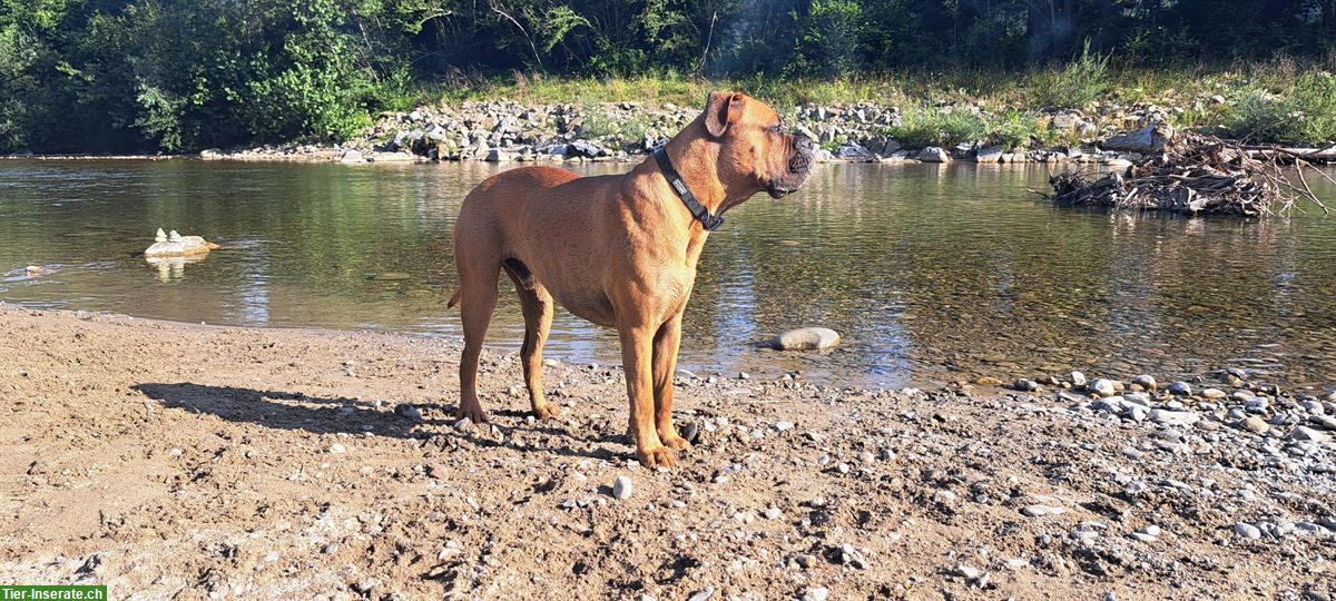 Bild 2: Cane Corso x Bordeauxdogge, männlich, 4 Monate alt