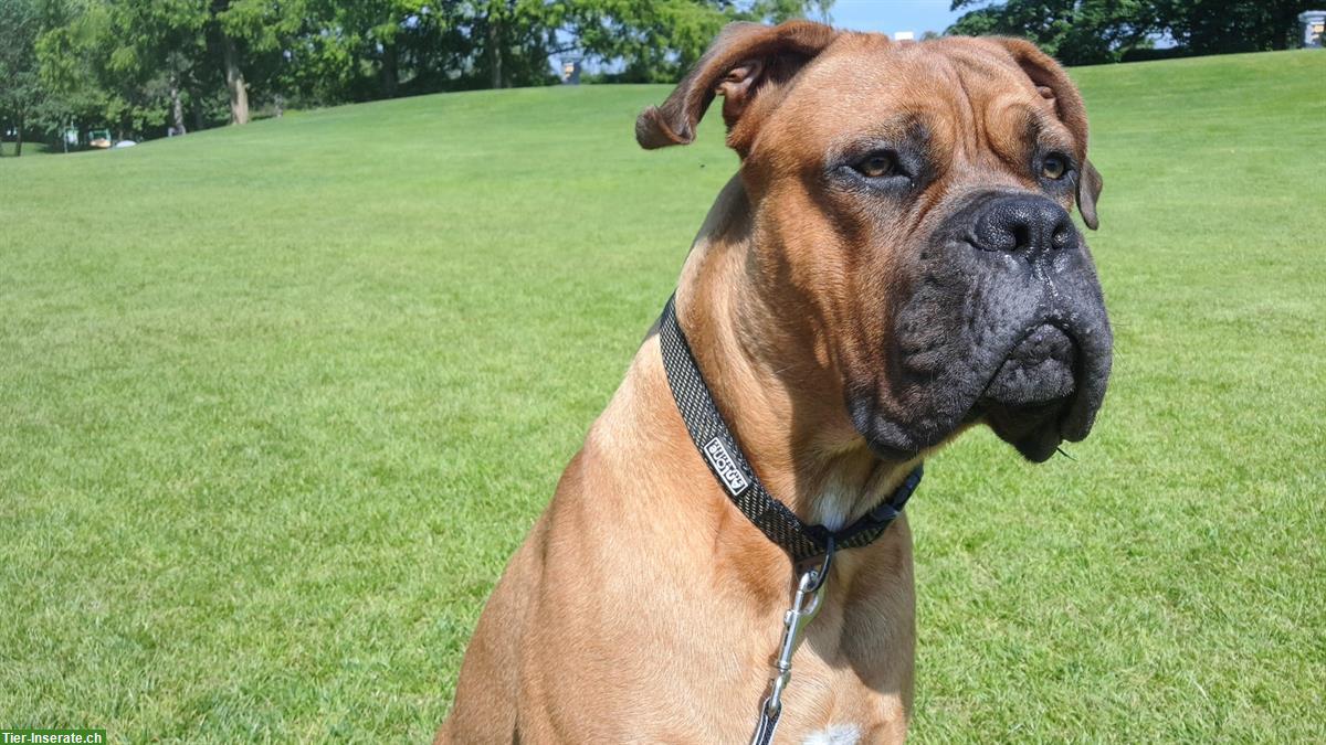 Bild 3: Cane Corso x Bordeauxdogge, männlich, 4 Monate alt