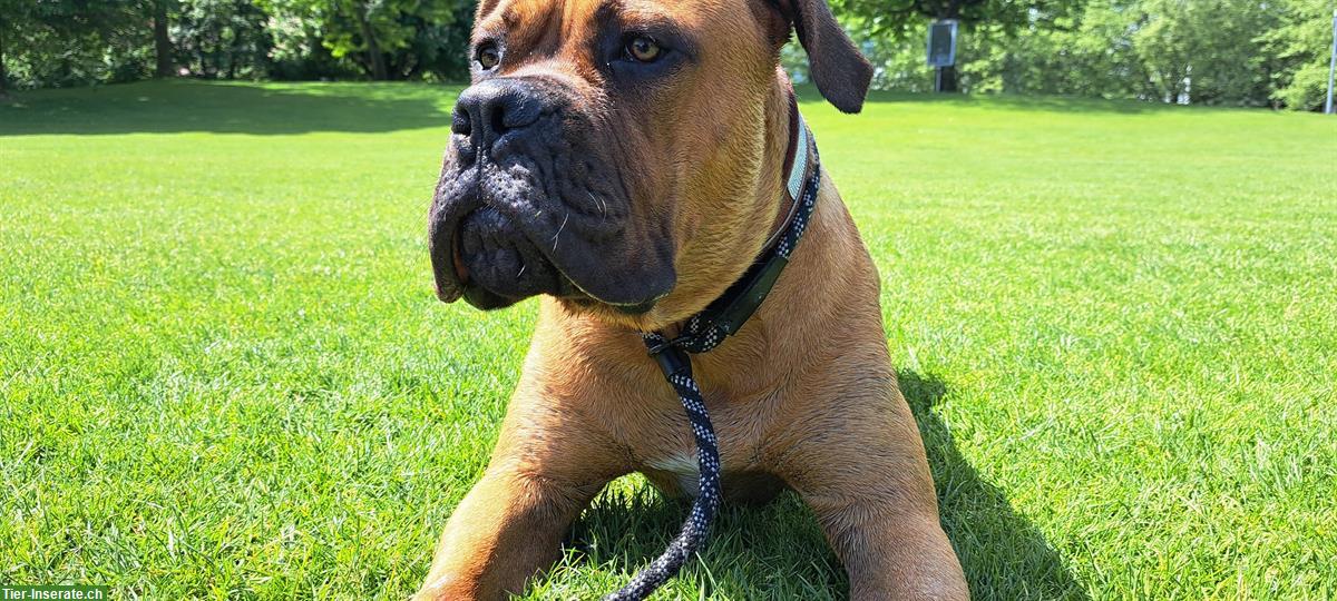 Bild 4: Cane Corso x Bordeauxdogge, männlich, 4 Monate alt