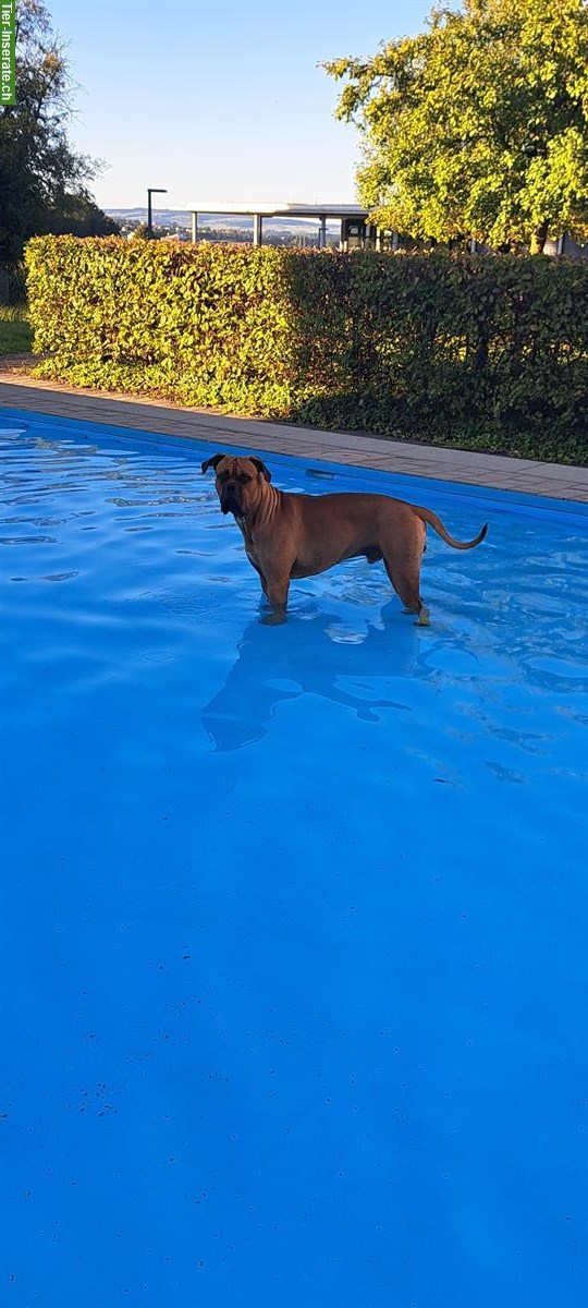 Bild 5: Cane Corso x Bordeauxdogge, männlich, 4 Monate alt